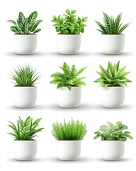 Obraz premium Collection of Diverse Potted Plants on White Background Showcasing Greenery and Botanical Variety for Indoor Decoration and Natural Ambiance
