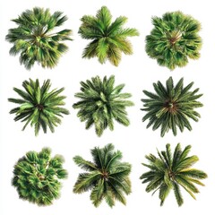 Aerial View of Palm Tree Collection on White Background Exotic Tropical Greenery Botanical Beauty
