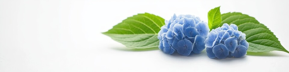 Obraz premium Pair of Blue Hydrangeas, Blossoming Mophead Flowers with Refreshing Green Leaves on White Background