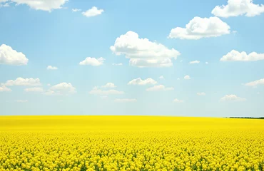 Selbstklebende Fototapeten A vast canola field with vivid yellow blooms under a soft blue sky. © NSframes