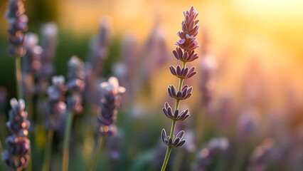 Obraz premium A serene lavender field in full bloom, bathed in golden sunlight at sunset, radiating beauty, tranquility, and a calming fragrance, perfect for relaxation, aromatherapy, and summer bliss