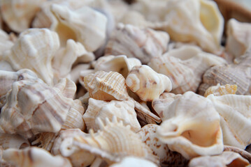 sea shells background, close-up, top view	