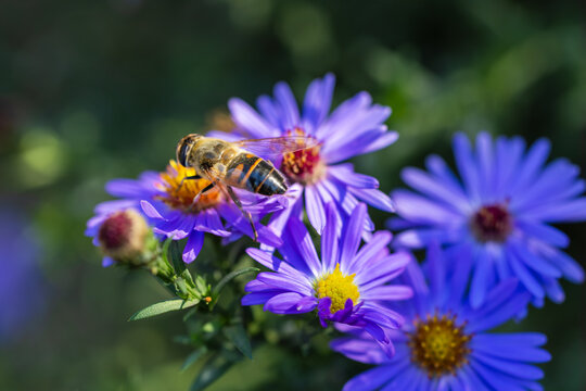 Eristalis tenax hover fly perched on a blue flower, with its striped body and transparent wings visible.