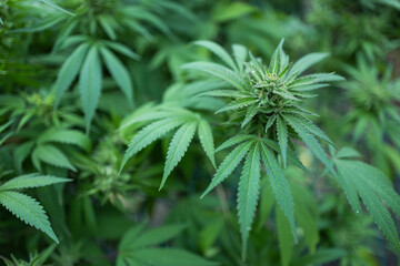 fresh cannabis flowers harvest marijuana