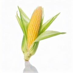 Fresh Corn on the Cob Isolated on White Background