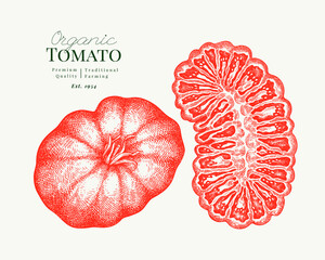 Hand Drawn Tomato Illustration. Retro Vegetable Vector Isolated Image. Old School Farm Food.