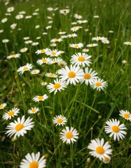 Fototapeta premium Field of daisies