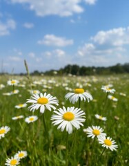 Field of daisies