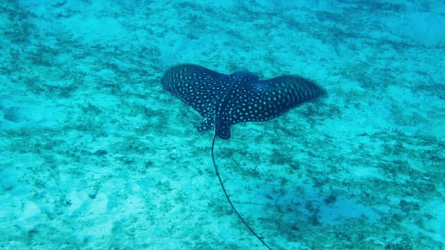 Spotted eagle ray (ocellated eagle ray) swimming in Red sea, Egypt