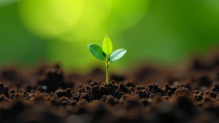 Naklejka premium a sprout peeks out from under the ground