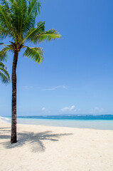 palm tree on the beach