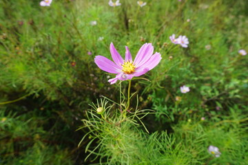 Pink Cosmos Flower with Delicate Petals in Green Meadow