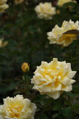 黄色いバラ