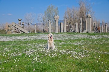 Billy the White English Golden Retriever in field of flowers