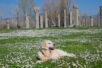 Billy the White English Golden Retriever in field of flowers