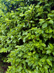 vibrant hedge with overlapping green leaves