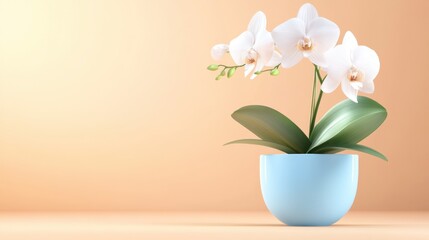 Naklejka na ściany i meble A pastel blue pot with a blooming orchid against a soft peach background