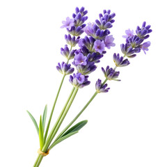 Fototapeta premium lavender flowers isolated on white background.