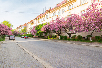 uzhhorod, ukraine - 26 apr, 2015: cherry blossom on the city street. japanese culture. old european town on a sunny morning. beautiful urban landscape