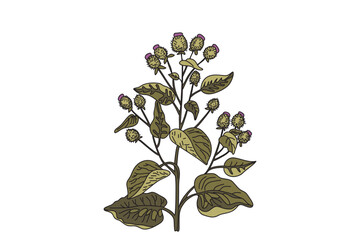 Botanical medicinal plant in nature pastel colors isolated on white background. Hand drawn stems, leaves, flowers, fruits vector illustration. Graphic design element for Birthday Print Poster Card