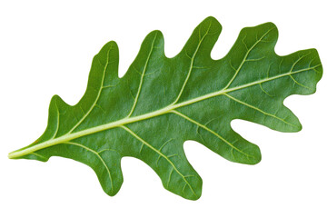 Fototapeta premium Close-up of a vibrant green oak leaf against a dark background
