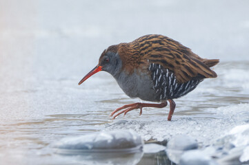 Water Rail