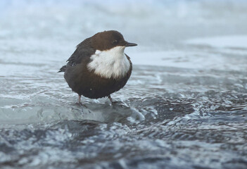 Eurasian Dipper