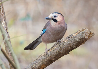 Eurasian Jay