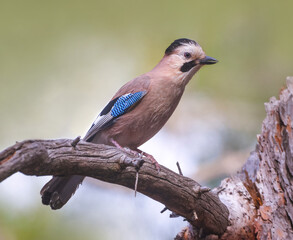 Eurasian Jay