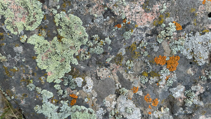 Close-up of a mountain rock covered with various types of colorful moss and lichen. The detailed...