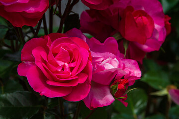 Glowing pink rose in garden. Selective focus