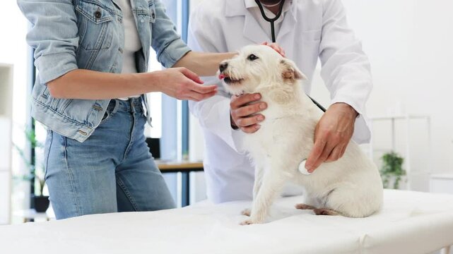 Veterinarian conducting checkup on white terrier dog in clinic with young adult female owner. Scene reflects care and professionalism during pet health examination.