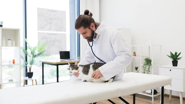 Bearded male veterinarian assessing white and gray adult cat's health with a stethoscope in light-filled animal clinic. Includes anatomical posters and indoor plants