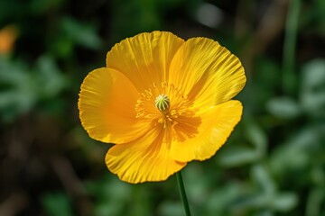 Radiant yellow poppy blossom in vibrant detail against a soft green backdrop capturing nature's beauty and delicate floral elegance