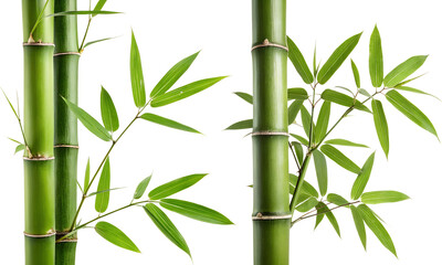 Set of bamboo and leaves, Bamboo leaves collections isolated