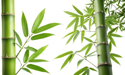 Set of bamboo and leaves, Bamboo leaves collections isolated