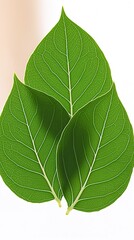 Obraz premium green leaf isolated on white