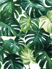Lush monstera foliage creates a vibrant tropical tapestry against a clean white background evoking a sense of natural freshness and botanical beauty