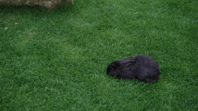 Adorable and Cute Black Rabbit Resting Comfortably on Lush Green Grass in a Garden Scene