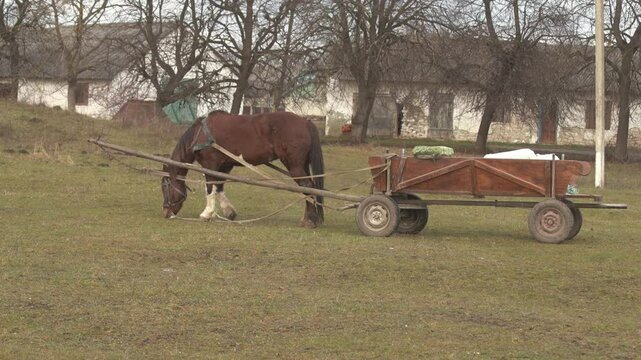A Majestic Horse Grazing Peacefully Near a Vintage Wooden Cart in a Beautiful Open Field