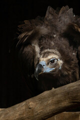 The cinereous vulture (Aegypius monachus) also known as the black vulture