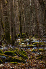 Winter in a frosty forest