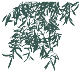 Olive branch foliage dark green shade isolated on transparent background