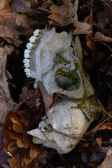 Animal skull in the green grass in the forest.