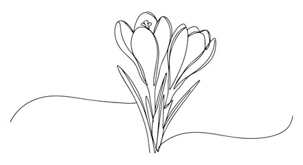 crocus flowers blooming in early spring drawn in continuous line style
