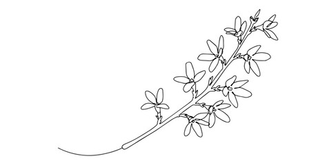 delicate flowering branch with small blossoms in botanical line drawing