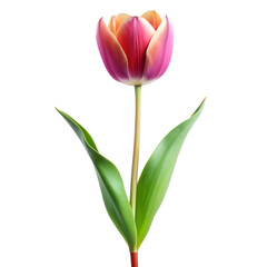 Fototapeta premium pink tulips isolated on white transparent background file.