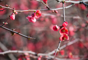 Spring red flowers on a branch of Japanese quince tree showing bright pink flowers in a natural...