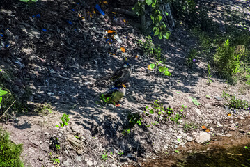 The most beautiful view of the goose in front of the river