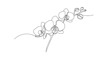 orchid flower botanical illustration line art one line vector monoline